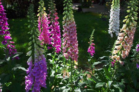 what plants are similar to foxgloves